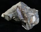 Very Displayable Scaphites Ammonite - SD #2061-2